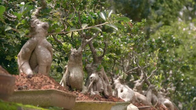 A group Ficus retusa bonsai trees, commonly known as Ginseng Ficus due to their thick, exposed root systems stand in pots in a row against the background of a lush green hill. These plants are widely 