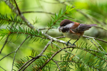 Chestnut-backed Chickadee (Poecile rufescens) with nesting material. © PKZ