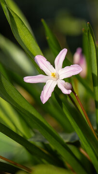 Kleine Blume Detail