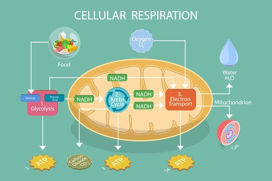 3D Isometric Flat Vector Illustration of Cellular Respiration, Displaying Glycolysis, Krebs Cycle, And Electron Transport Chain