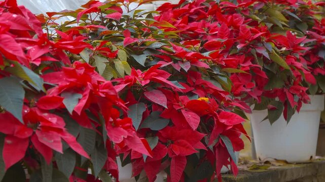 Vibrant red Poinsettia plants, also known as Euphorbia Pulcherrima grow in flower pots alongside the path in the tropical garden of Truc Lam Zen the largest Buddhist monastery in Da Lat, Vietnam
