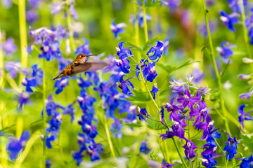 Fototapeta premium Rufous Hummingbird (Selasphorus rufus) feeding in Larkspur (Delphinium sp).