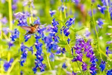 Fototapeta premium Rufous Hummingbird (Selasphorus rufus) feeding in Larkspur (Delphinium sp).