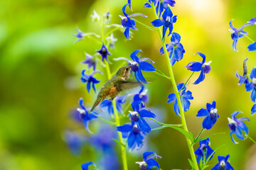 Fototapeta premium Rufous Hummingbird (Selasphorus rufus) feeding in Larkspur (Delphinium sp).