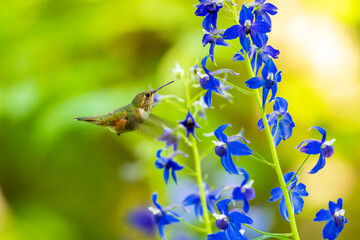 Fototapeta premium Rufous Hummingbird (Selasphorus rufus) feeding in Larkspur (Delphinium sp).