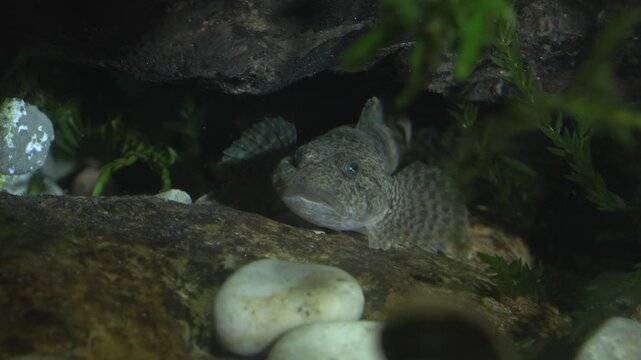 European bullhead, Cottus gobio, scazzone fish, freshwater stream, alpine river wildlife, underwater nature, full HD footage