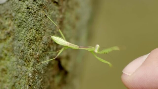 A close-up of a tiny green Asian praying mantis running on a man&rsquo;s hand trying to make friends with the tourist visiting the Truc Lam Zen the largest Buddhist monastery in Da Lat, Vietnam
