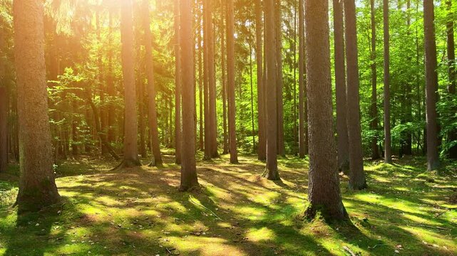 Forest in sunlight Fairytale Woodland &ndash; Moody Mossy Pine and Spruce Summer Landscape video footage 4k