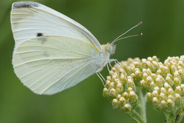 Closeup on a European Small white butterfly , Pieris rapae on an unopened yarrow flowerhead © Henk