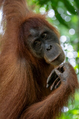 Fototapeta premium Sumatran Orangutan Female Portrait Clasping Hands with Thoughtful Expression in Rainforest