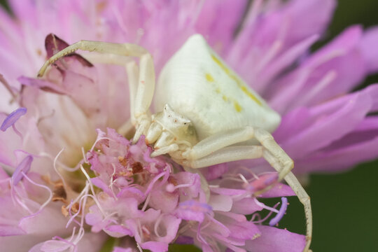 Closeup on a white Heather crab spider, Thomisus onustus in a pink flower