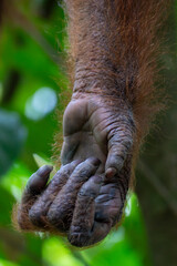Sumatran Orangutan Hand Palm Close Up Detail Showing Human Like Fingers in Rainforest © Daniel Thomas