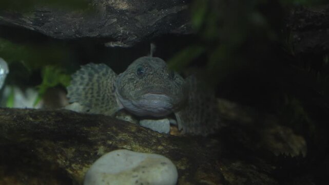 European bullhead, Cottus gobio, scazzone fish, freshwater stream, alpine river wildlife, underwater nature, full HD footage