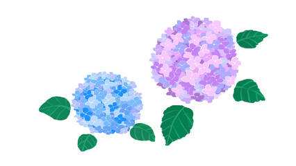 Fototapeta premium あじさいの花のイラスト素材
