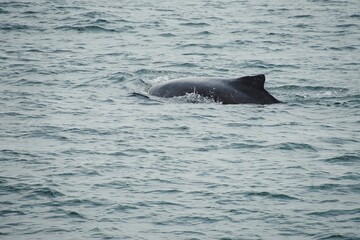 Naklejka premium Close-up photograph of a humpback whale surfacing in the Atlantic Ocean off the coast of Swakopmund, Namibia, during a whale watching tour.