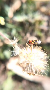 Macro video of Black and red froghopper (Cercopis vulnerata) sitting on a wildflower.
