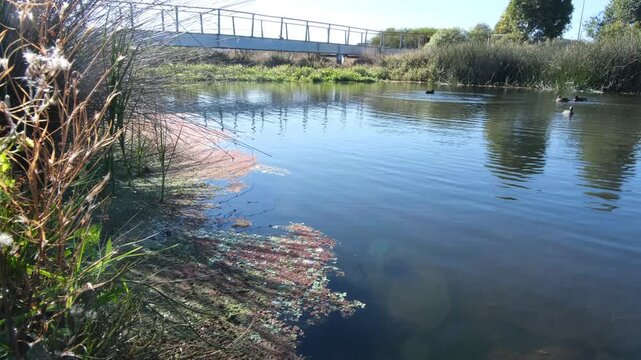 Floating aquatic plants carpeting the surface of a suburban wetland retention pond in Point Cook, Melbourne, Australia. Ducks swim near a footbridge, surrounded by dense reeds and riparian vegetation.