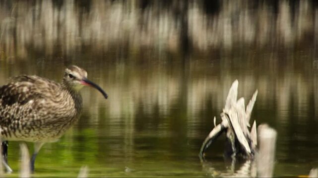 Wild whimbrel wader with a long curved bill feeding in the shallow water of a natural marsh