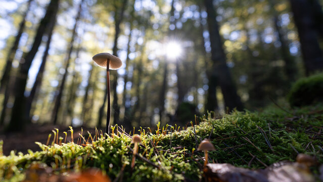 Pilz von unten
