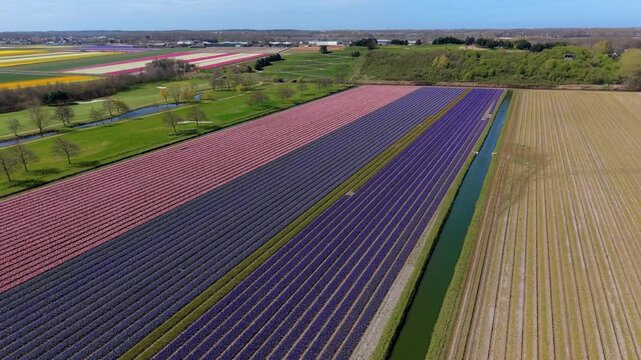 High angle view of purple and pink hyacinth fields separated by a canal. Green park and golf course in the background. Typical Dutch spring floral scenery from drone.