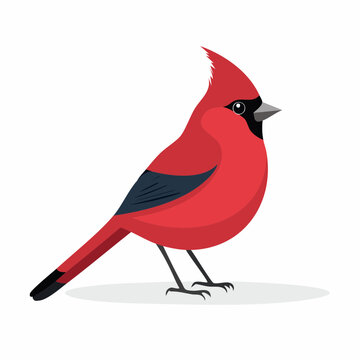 Illustration of a Red Cardinal Bird