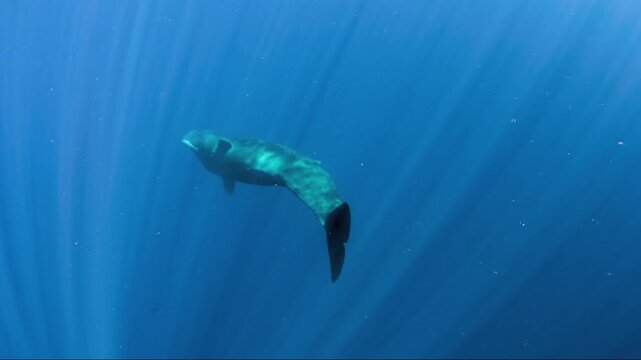 Beautiful pilot whale swimming underwater with sun rays shining through the clear blue water
