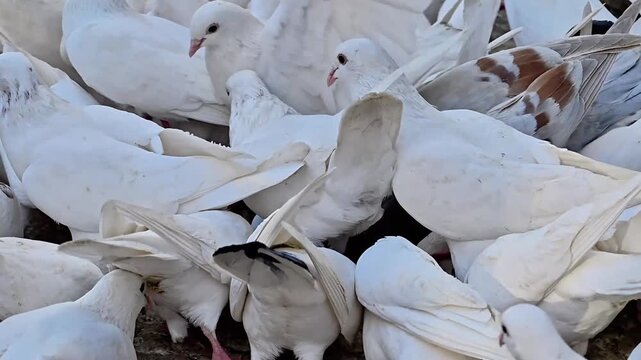 Intimate Closeup Dove Feathers And Motion, Dense Flock Feeding With Muted Pastel Plumage, Gentle Beak Pecks