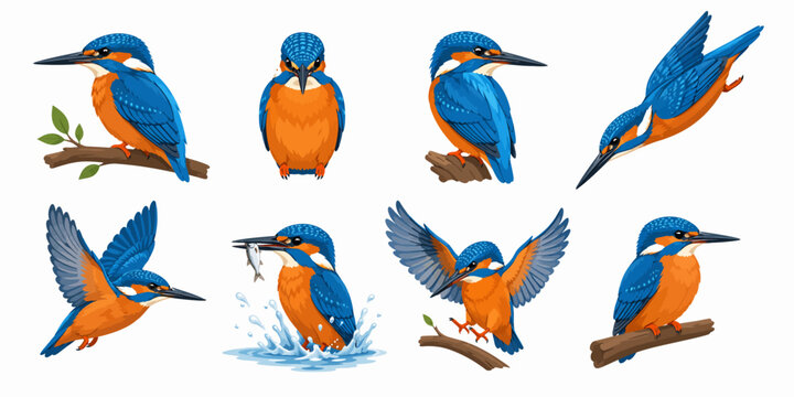 Vibrant kingfishers perch on branches, fly, and dive into water, showcasing various actions and environments with their bright plumage.