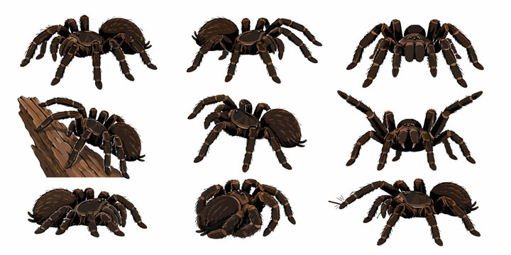 Eight brown spiders are crawling on a piece of wood and white surface in various positions.