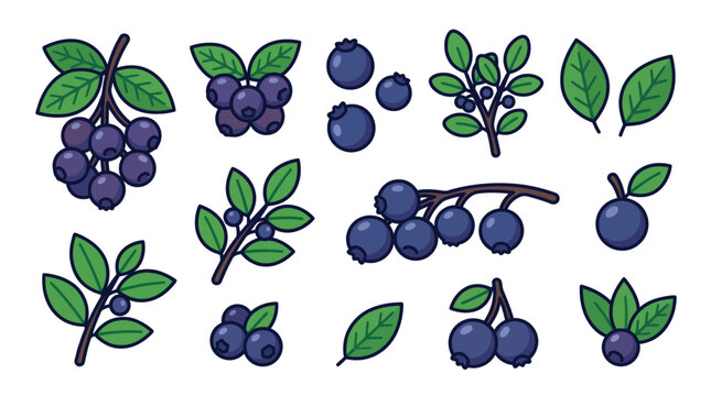 Huckleberry fruit vector illustration pack featuring ripe blue berry clusters leafy branches and individual green leaves isolated on white background