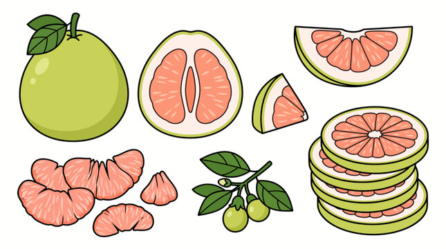 Pomelo fruit cartoon illustration set with whole, halved, sliced and segments on white background