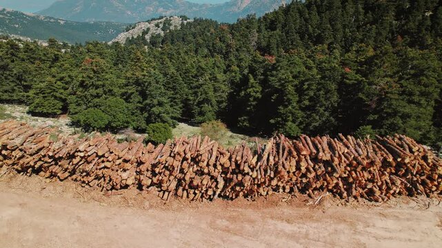 Stacked pine logs at a mountain forest edge during logging season in rural Greece