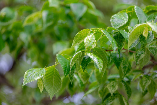 Selective focus of Ulmus pumila celer leaves, European hornbeam or carpinus betulus in the garden, Small leafed plant which forms a dense hedge, Greenery pattern with soft sunlight, Natural background