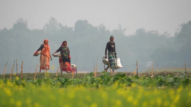 Bogura, Bangladesh - 14 October 2023: View of local farmers walking along a path through rural fields with yellow flowers and misty trees in the background.