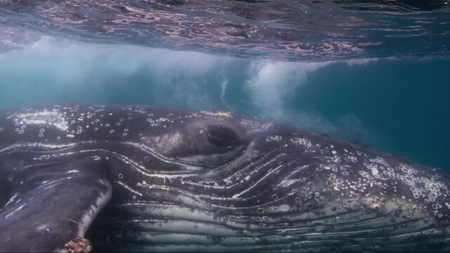Majestic humpback whale swimming gracefully and blowing bubbles from its blowhole in deep blue water