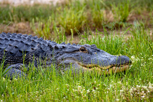 alligator hiding in the grass along edge of swamp