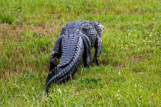 large alligator walking across grass