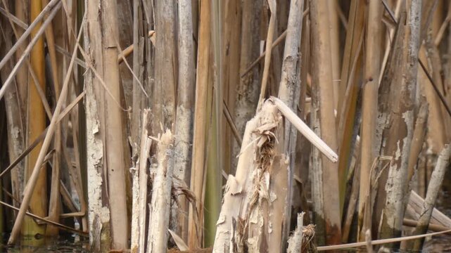 Splintered old reed stalk standing among tall thickets with flying mating insects, serving as metaphor for resilience. Natural lighting, Medium Shot, Mindfulness. Resilience and Raw Nature.