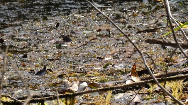 Fleet of red dragonflies flying rapidly over marshy water surface acting as critical biological control. Natural lighting, Medium Shot, Tiny World. Vitality and Intricacy.