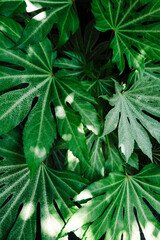 Dappled tropical foliage close-up © Diana Vyshniakova