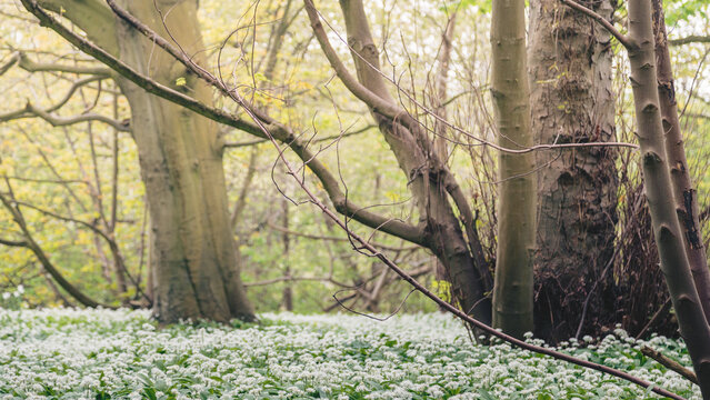 Morpeth&rsquo;s Woodland Carpet: Bluebells and Wild Garlic in Spring Light, Blue Bell Woods, Morpeth, Northumberland. 
