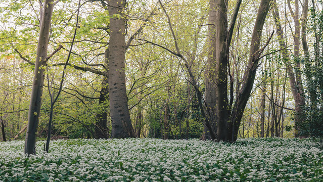 Morpeth&rsquo;s Woodland Carpet: Bluebells and Wild Garlic in Spring Light, Blue Bell Woods, Morpeth, Northumberland. 