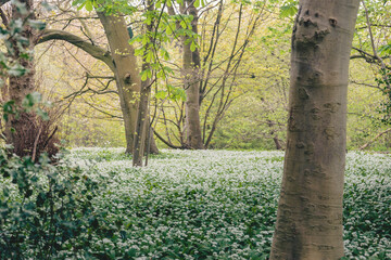 Fototapeta premium Morpeth’s Woodland Carpet: Bluebells and Wild Garlic in Spring Light, Blue Bell Woods, Morpeth, Northumberland. 