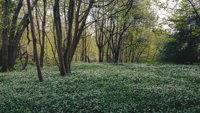Morpeth&rsquo;s Woodland Carpet: Bluebells and Wild Garlic in Spring Light, Blue Bell Woods, Morpeth, Northumberland. 