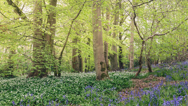 Morpeth&rsquo;s Woodland Carpet: Bluebells and Wild Garlic in Spring Light, Blue Bell Woods, Morpeth, Northumberland. 