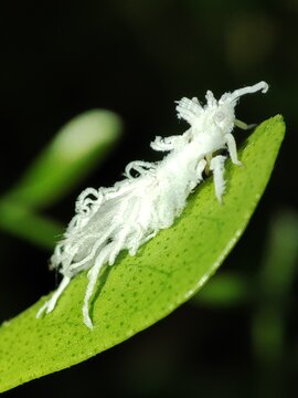 A delicate planthopper nymph cloaked in waxy white filaments, resembling a tiny ghost drifting across a vibrant green leaf in the dark