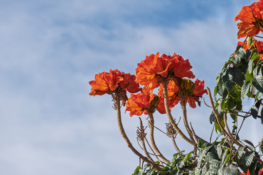 Afrikanische Tulpenbaum (Spathodea campanulata)