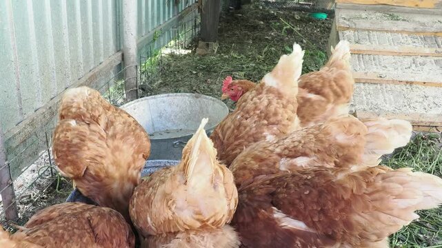 Group of chickens on a farm yard chicken eco farm, free range chickens and care of poultry, raising chickens on a poultry farm