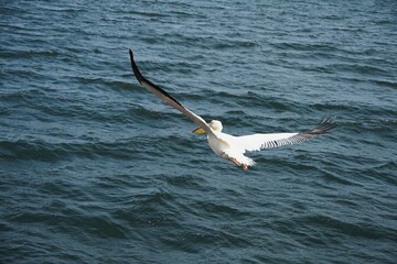 Fototapeta premium Close-up portrait of a Great White Pelican perched flying over the ocean near the coast of Swakopmund, Namibia. The striking marine bird with its large yellow bill and white plumage contrasts beautifu