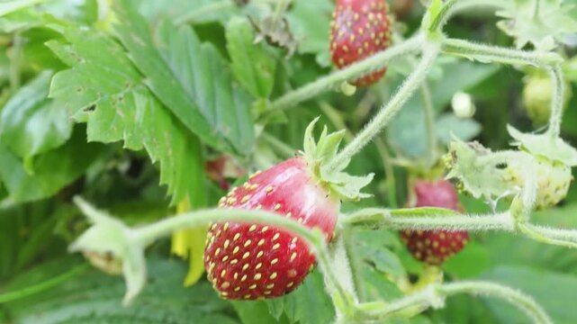 Juicy strawberries hang from lush green plants, basking in sunlight, signaling that late spring is the perfect time for harvesting.